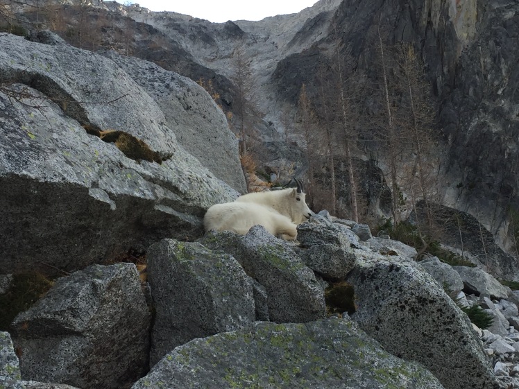 A mountain goat hanging out on Aasgard Pass 
